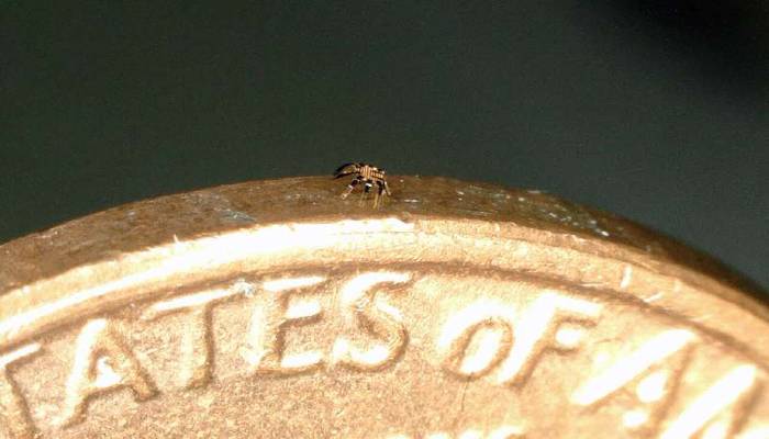 Northwestern University engineers create world’s smallest crab robot – TechForID